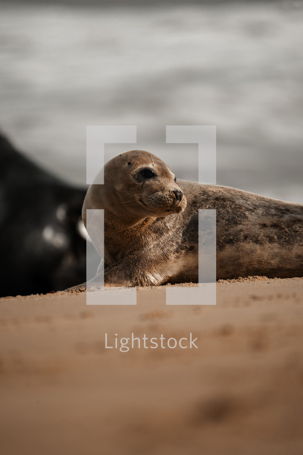 Young grey seal pup on a beach