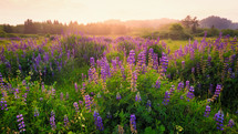 Lupine Blooms in a Field at Sunset, Northern California, USA