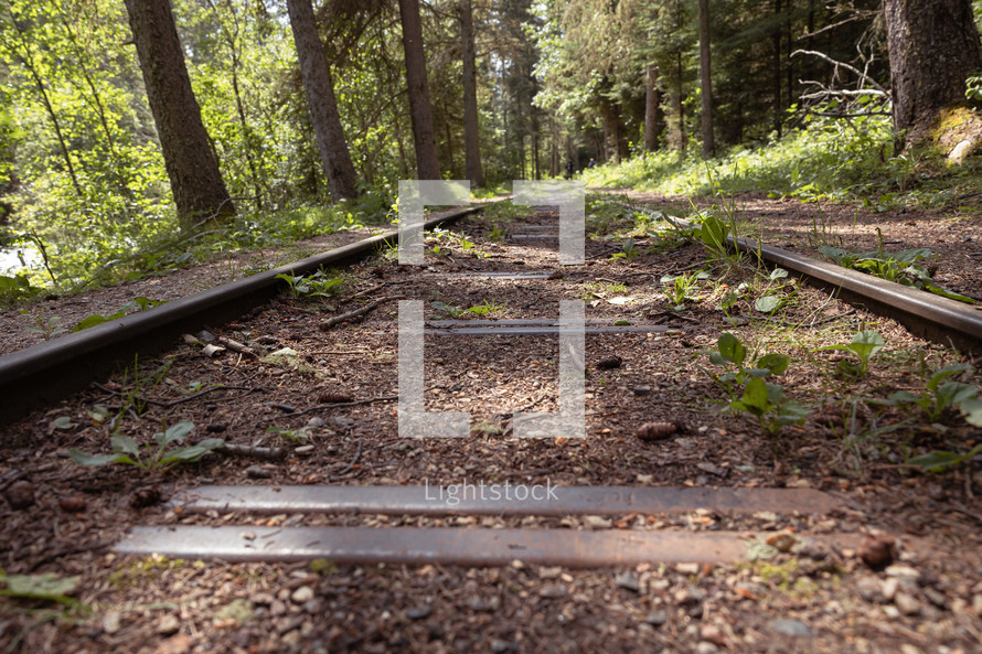 Portage track on the forest floor