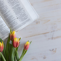 tulips and open Bible on a white background 