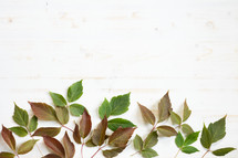 red and green leaves on a white wood background 