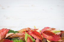 Border of autumn leaves on a white background with copy space