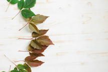 red and green leaves on a white wood background 