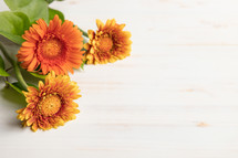 yellow and orange gerber daisies on a white background for fall 