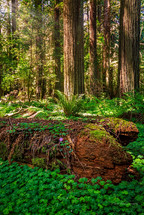 fallen redwood tree 
