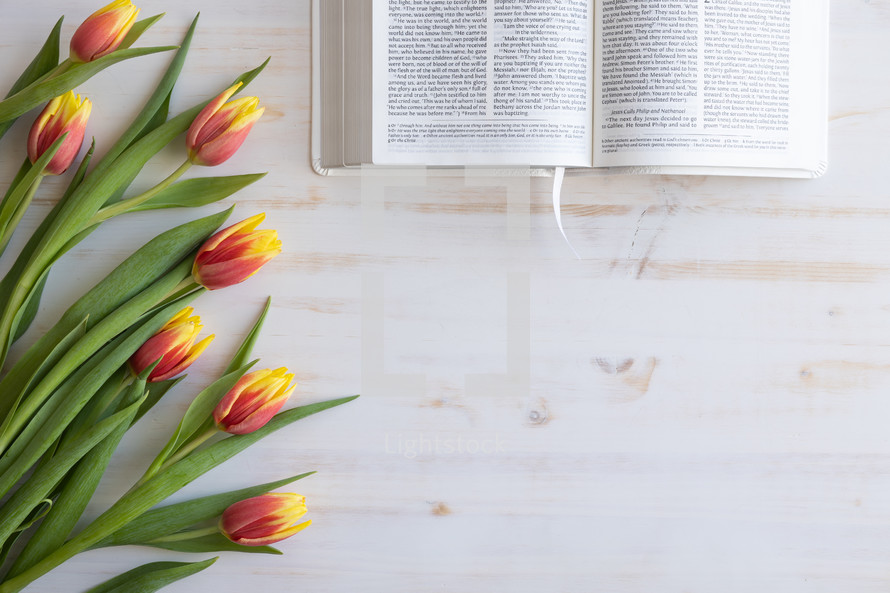 tulips and open Bible on white 