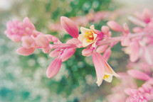 stalk of pink and yellow flowers with green and pink blur background in garden