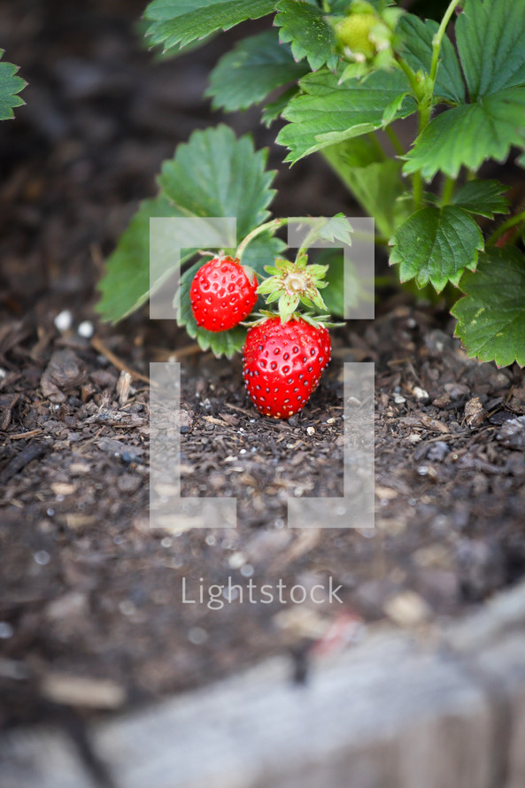 strawberries in a garden 