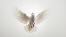 A white dove on a white background