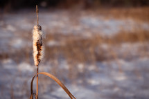 Cattail in the snow on the beach
