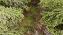 Aerial drone shot of greet trees and forest floor 