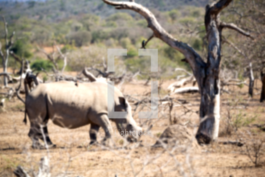 rhinoceros in wildlife reserve 