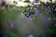 purple flowers and blurry background 