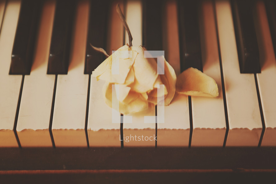 yellow rose on aged piano keys