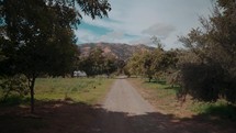 A dirt road in a country orchard