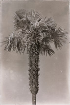top of a palm tree in black and white 