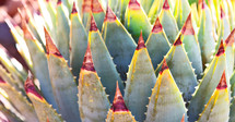 succulent plant closeup 