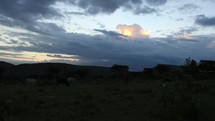 grazing cattle in Kenya 