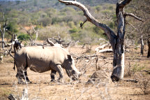 rhinoceros in wildlife reserve 