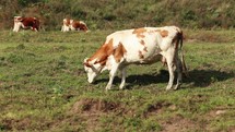 Ayrshire cattle grazing on grass in a pasture.