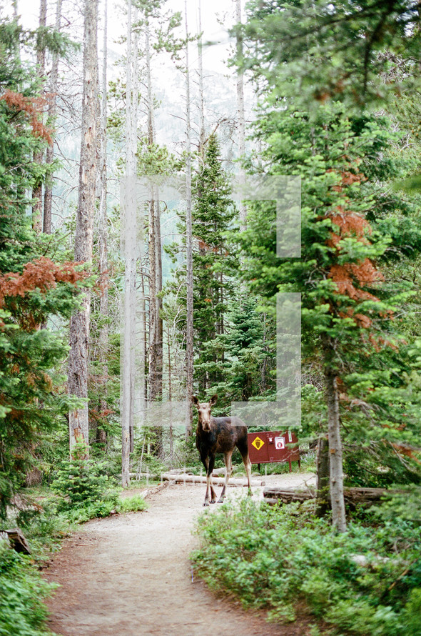 moose on a trail in a forest 