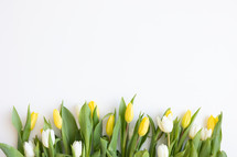 Border of fresh yellow and white tulips on a white background