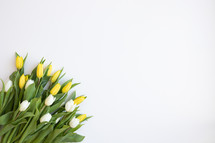 Large bouquet of yellow and white tulips on a white background