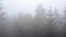 Drone Flying Through Fog And Coniferous Trees.