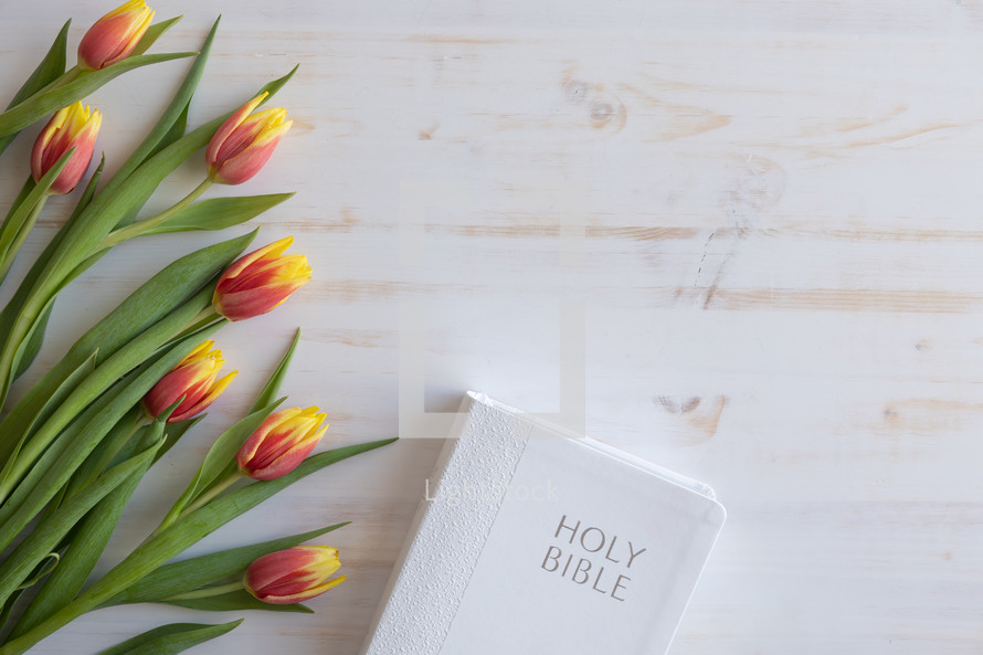 tulips and Bible on white 