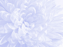 light and bright bluish purple chrysanthemum bloom closeup