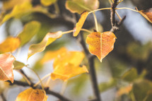 golden leaves 