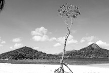 tall tree on an island beach 