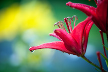 Dew drops on petals of red Asian lilies in flower garden