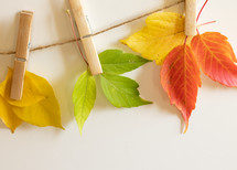 Fall leaves on clothespins