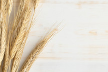 wheat on a white wood background 