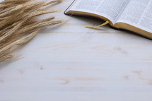 wheat on the pages of a Bible 