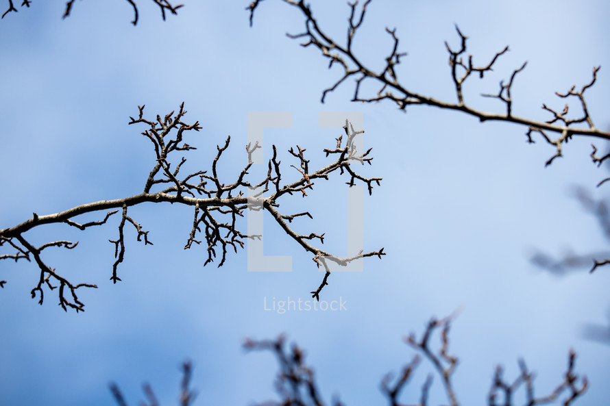 budding bare branches against a blue sky 