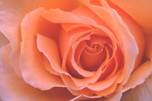 coral orange rose up close