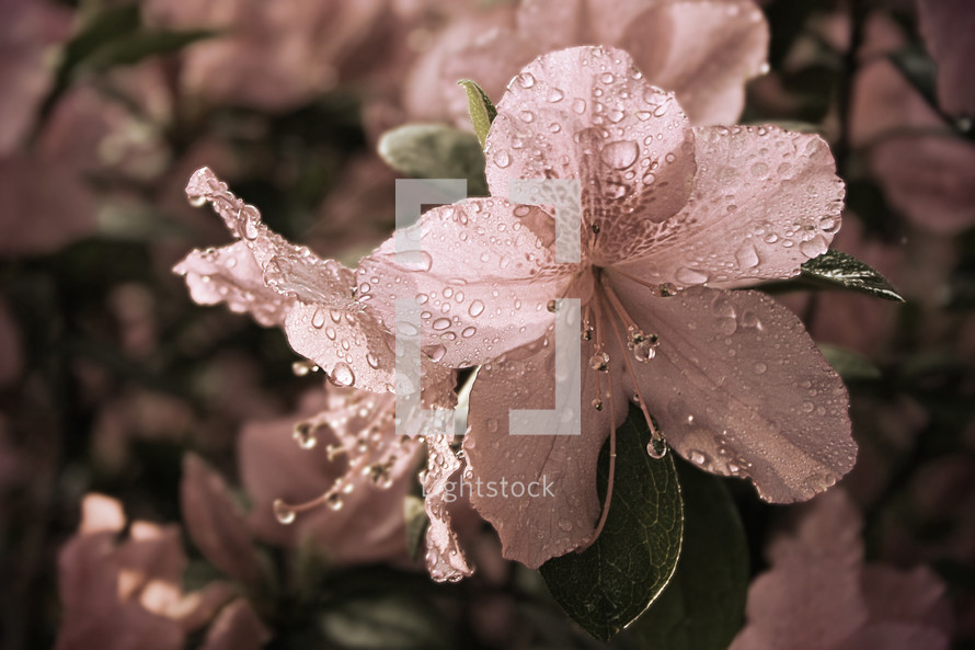 water droplets on azalea flowers with faded vintage color