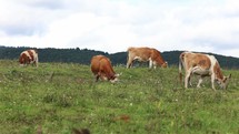 Cows grazing on grass in a green meadow.