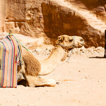 resting camel 