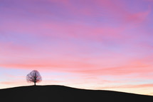 A silhouette of a single tree on a hill at sunset
