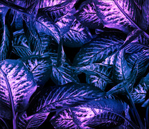 purple Dieffenbachia leaves with two tone effect.