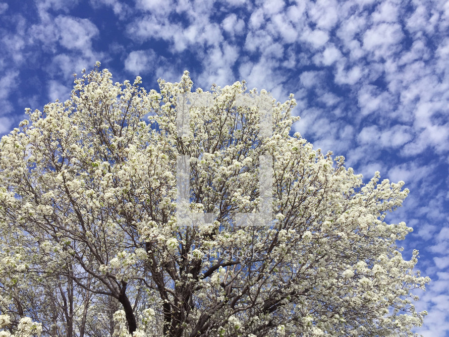 flowering tree in bright sunshine with blue sky and small white clouds