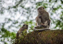 monkeys on a tree branch
