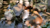 water moving through rocks with plants and dappled light