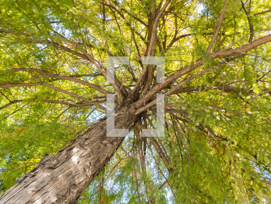 Angled upward view of branches and trunk of a bald cypress tree