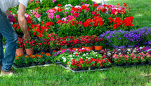 Display of spring plants and flowers on green lawn.