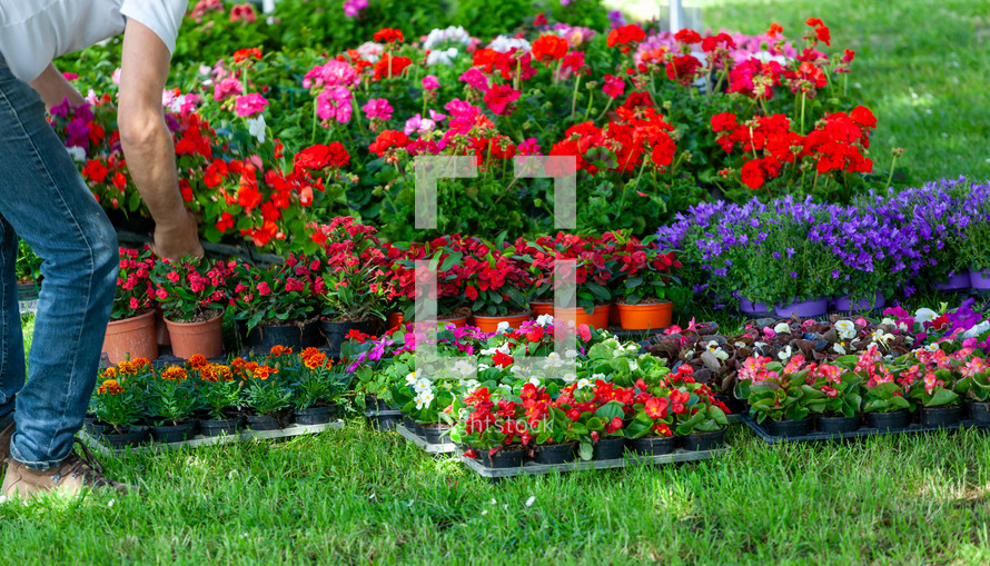 Display of spring plants and flowers on green lawn.