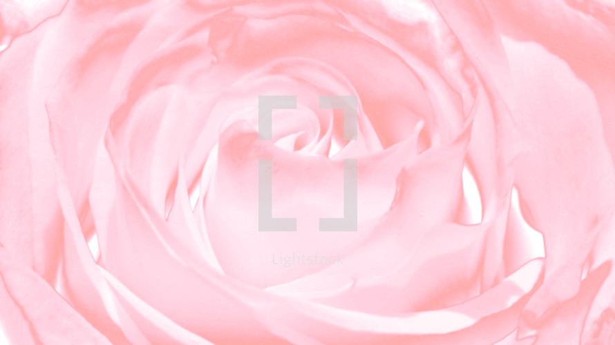 delicate pink rose petals close-up background 